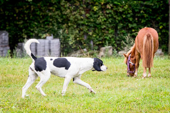 11 - Jugendjagdreiterlehrgang 11 - Jugendjagdreiterlehrgang
