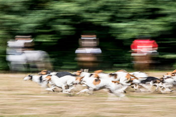 12 - Jagd Steinhorst 12 - Jagd Steinhorst