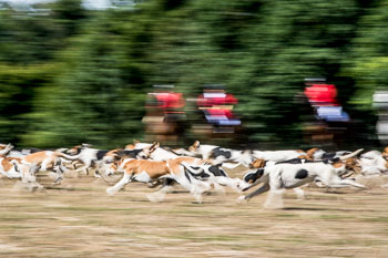 12 - Jagd Steinhorst 12 - Jagd Steinhorst