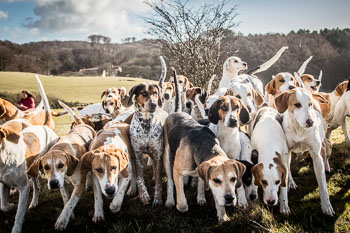 33 - Walking the Hounds 33 - Walking the Hounds