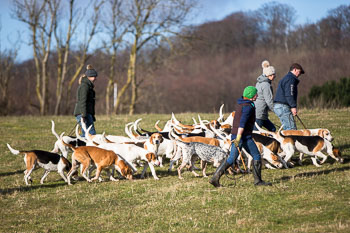33 - Walking the Hounds 33 - Walking the Hounds