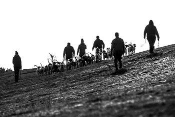 33 - Walking the Hounds 33 - Walking the Hounds