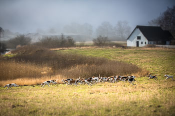 36 - Meutearbeit Møn 36 - Meutearbeit Møn