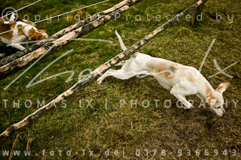 05 - Boxing Day Ollsen