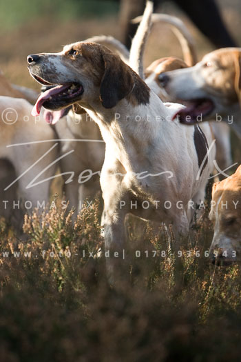 07 - Meutearbeit Ehlbeck