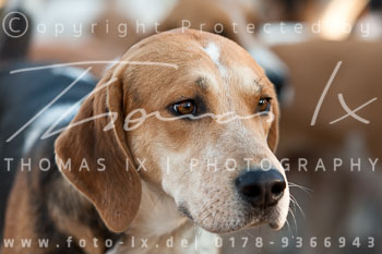 08 - Boxing Day Ollsen