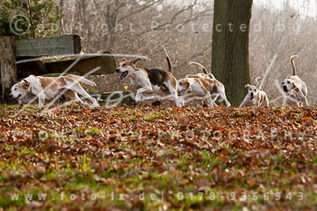 18 - Herbstjagd Sudermühlen