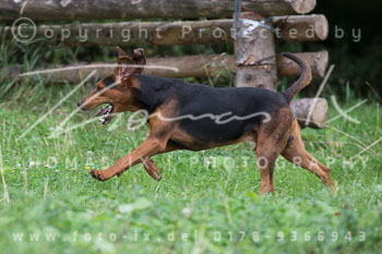 01 - Jagd Wendlinghausen