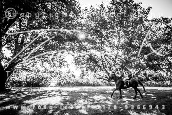 15 - Meutearbeit Horn