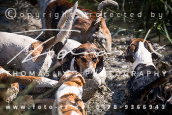 19 - Damenjagd Gut Basthorst