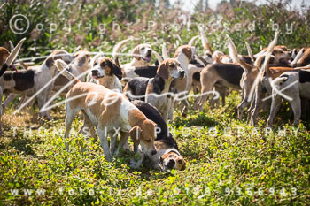 19 - Damenjagd Gut Basthorst