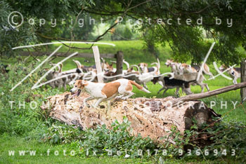 21 - Schleppjagd Rohlfshagen