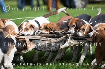 27 - Schleppjagd Neddenaverbergen