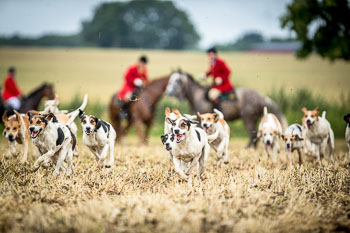 10 - Jagd Rohlfshagen