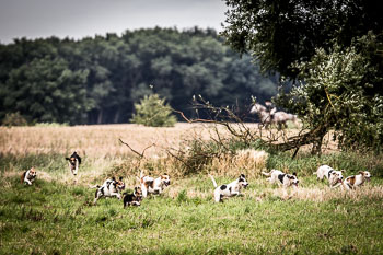 12 - Jagd Steinhorst 12 - Jagd Steinhorst