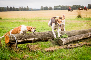 16 - Jagd Dreilingen