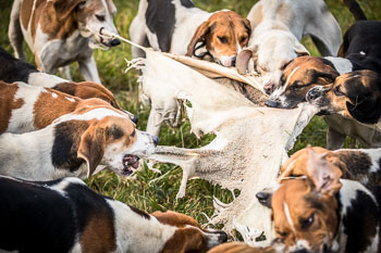 22 - Jagd Verden 22 - Jagd Verden