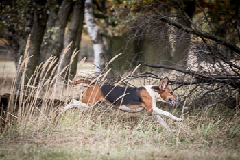 23 - Jagd Isernhagen 23 - Jagd Isernhagen