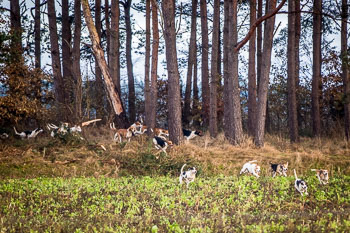 28 - Jagd Toppenstedt
