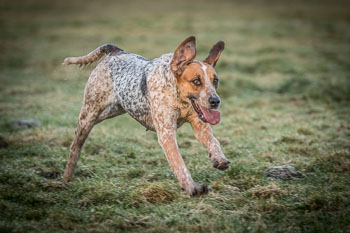 29 - Nikolausjagd Sudermühlen