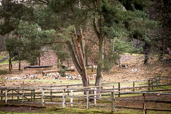 32 - Boxing Day Sudermühlen