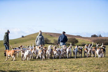 33 - Walking the Hounds 33 - Walking the Hounds