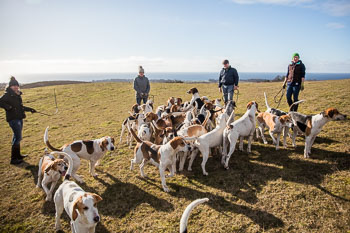 33 - Walking the Hounds