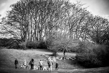 33 - Walking the Hounds