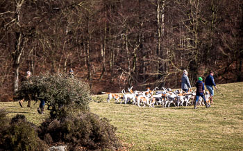 33 - Walking the Hounds 33 - Walking the Hounds
