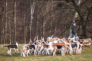 33 - Walking the Hounds 33 - Walking the Hounds