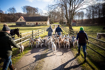 33 - Walking the Hounds 33 - Walking the Hounds