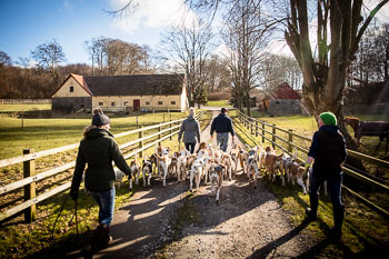 33 - Walking the Hounds