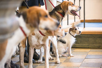 35 - Hounds go to church