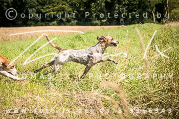 11 - Schleppjagd Steinhorst