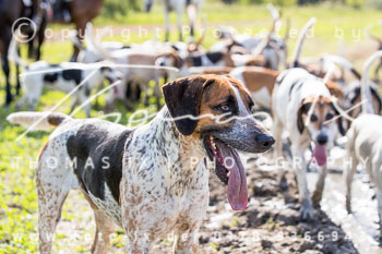 15 Jagd Kleefeld 15 Jagd Kleefeld
