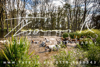 15 Jagd Kleefeld 15 Jagd Kleefeld