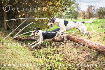 26 - Schleppjagd Untergut Grabow 26 - Schleppjagd Untergut Grabow