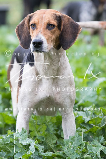 32 - Schleppjagd Kremmen