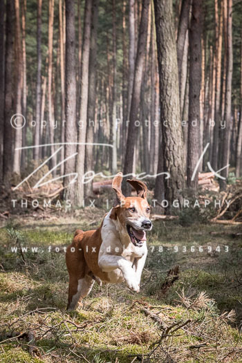05 - Jagd Langendorf 05 - Jagd Langendorf