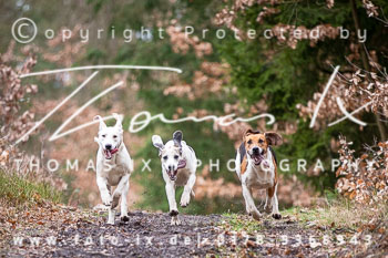 05 - Meutearbeit Einemhof