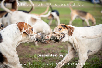 17 - Hammerjagd Rügen