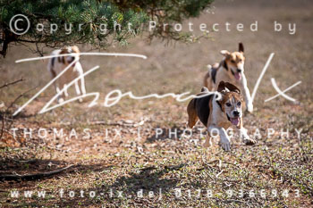 19 - Jagd Hermannsburg