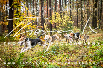 33 - Jagd Ehlbeck 33 - Jagd Ehlbeck