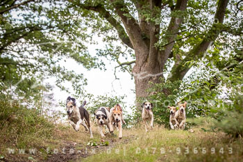 07 - Schleppjagd Dorfmark