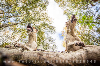 16 - Schmölauer Grenzlandjagd