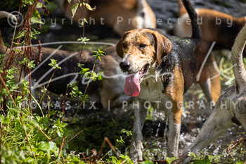 06 - Jagd Rohlfshagen 06 - Jagd Rohlfshagen
