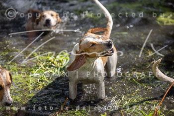 06 - Jagd Rohlfshagen