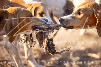 13 - Jagd Heitlingen