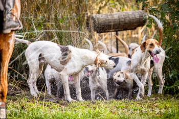 18 - Schleswig-Holstein Jagd Basthorst