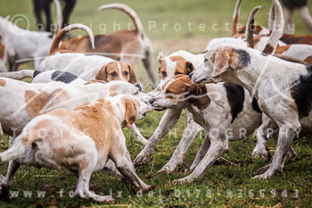 01 - Meutearbeit Jesteburg